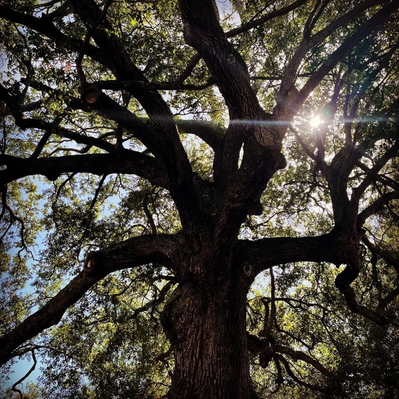 Meet your Posher, Harmony - Picture 3 of 8